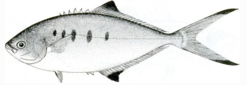 Leerfish